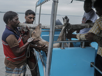 An injured pregnant deer is being transported by forest department officials as it is floated at the western outskirts of Sunderban amidst C...