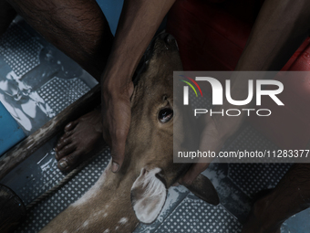 An injured pregnant deer is being transported by forest department officials as it is floated at the western outskirts of Sunderban amidst C...