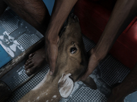 An injured pregnant deer is being transported by forest department officials as it is floated at the western outskirts of Sunderban amidst C...