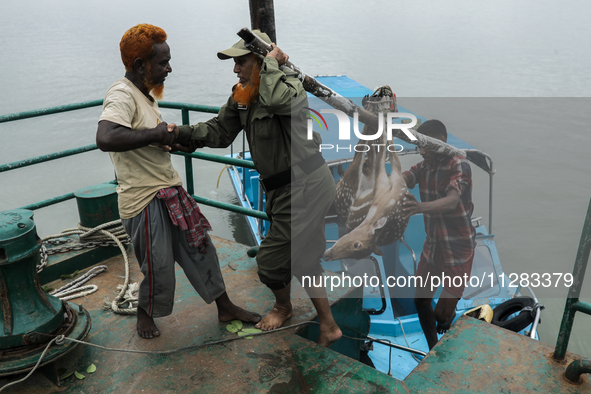 An injured pregnant deer is being transported by forest department officials as it is floated at the western outskirts of Sunderban amidst C...