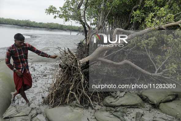 A man is slipping on mud and trying to hold a wrecked tree as it is wiped out by heavy wind amidst Cyclone Remal in Satkhira, Bangladesh, on...