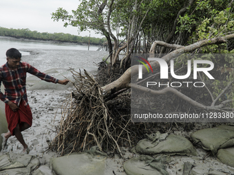 A man is slipping on mud and trying to hold a wrecked tree as it is wiped out by heavy wind amidst Cyclone Remal in Satkhira, Bangladesh, on...