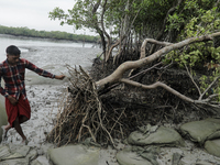 A man is slipping on mud and trying to hold a wrecked tree as it is wiped out by heavy wind amidst Cyclone Remal in Satkhira, Bangladesh, on...