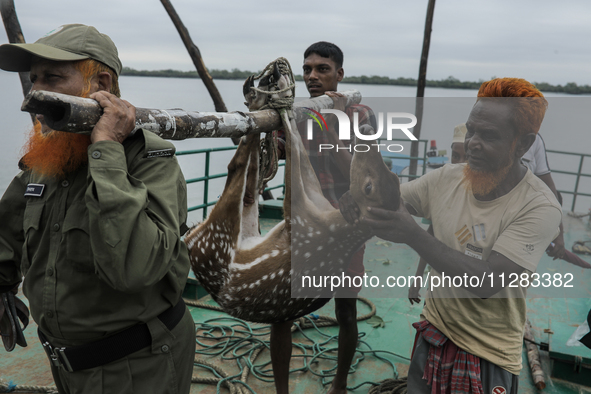 An injured pregnant deer is being transported by forest department officials as it is floated at the western outskirts of Sunderban amidst C...