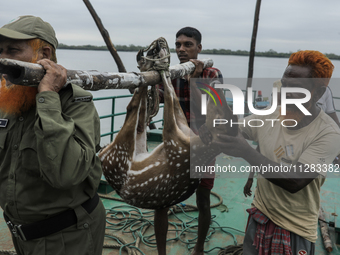 An injured pregnant deer is being transported by forest department officials as it is floated at the western outskirts of Sunderban amidst C...