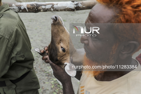 An injured pregnant deer is being transported by forest department officials as it is floated at the western outskirts of Sunderban amidst C...