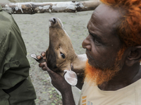 An injured pregnant deer is being transported by forest department officials as it is floated at the western outskirts of Sunderban amidst C...