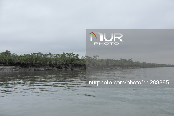 A view of wrecked Sundarban trees is showing as Cyclone Remal is landing in Satkhira, Bangladesh, on May 28, 2024. 