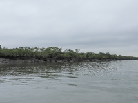 A view of wrecked Sundarban trees is showing as Cyclone Remal is landing in Satkhira, Bangladesh, on May 28, 2024. (