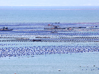 Fishermen are driving a breeding boat to carry out ecological farming work on the sea surface at a Marine ranch in Dinghai Bay in Fuzhou, Fu...