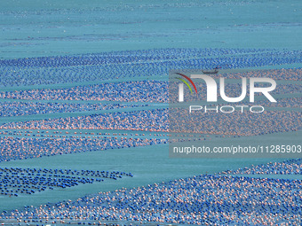 Fishermen are driving a breeding boat to carry out ecological farming work on the sea surface at a Marine ranch in Dinghai Bay in Fuzhou, Fu...