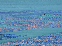 Fishermen are driving a breeding boat to carry out ecological farming work on the sea surface at a Marine ranch in Dinghai Bay in Fuzhou, Fu...