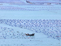 Fishermen are driving a breeding boat to carry out ecological farming work on the sea surface at a Marine ranch in Dinghai Bay in Fuzhou, Fu...