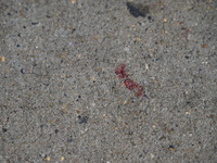 Blood is on the ground where the machete stabbing is taking place. The New York City Police Department is saying that at approximately 1:00...