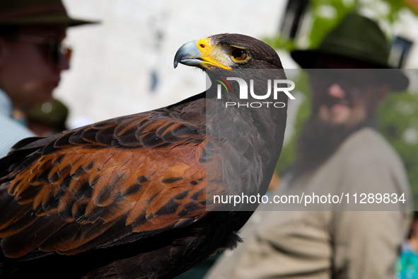 A hunting bird of prey is participating in the Corpus Christi procession walking through the city streets in Krakow, Poland, on May 30, 2024...