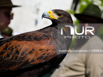 A hunting bird of prey is participating in the Corpus Christi procession walking through the city streets in Krakow, Poland, on May 30, 2024...