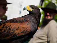 A hunting bird of prey is participating in the Corpus Christi procession walking through the city streets in Krakow, Poland, on May 30, 2024...