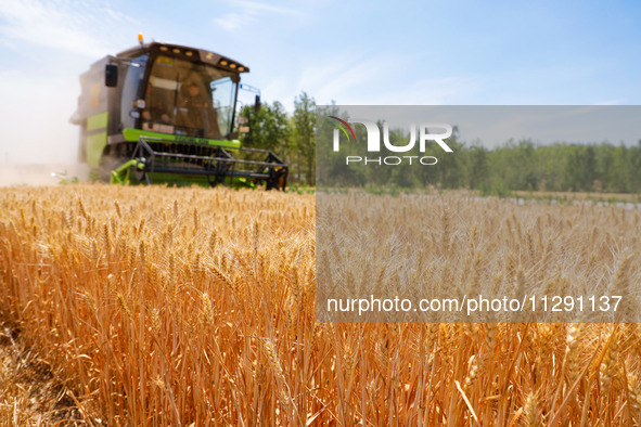 A farmer is driving a harvester to harvest wheat at Yellow River Beach district in Jinan, China, on May 31, 2024. 