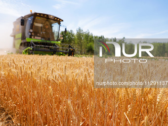 A farmer is driving a harvester to harvest wheat at Yellow River Beach district in Jinan, China, on May 31, 2024. (