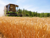 A farmer is driving a harvester to harvest wheat at Yellow River Beach district in Jinan, China, on May 31, 2024. (