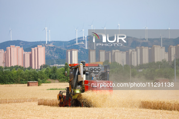 A farmer is driving a harvester to harvest wheat at Yellow River Beach district in Jinan, China, on May 31, 2024. 