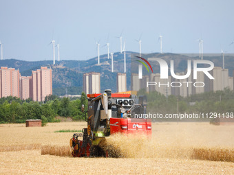 A farmer is driving a harvester to harvest wheat at Yellow River Beach district in Jinan, China, on May 31, 2024. (