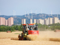 A farmer is driving a harvester to harvest wheat at Yellow River Beach district in Jinan, China, on May 31, 2024. (