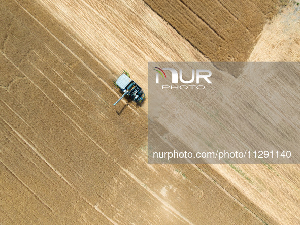 A farmer is driving a harvester to harvest wheat at Yellow River Beach district in Jinan, China, on May 31, 2024. 