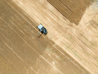 A farmer is driving a harvester to harvest wheat at Yellow River Beach district in Jinan, China, on May 31, 2024. (