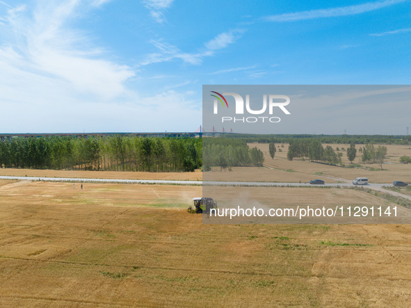 A farmer is driving a harvester to harvest wheat at Yellow River Beach district in Jinan, China, on May 31, 2024. 