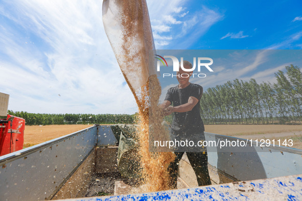 A farmer is loading a truck with harvested wheat at Yellow River Beach district in Jinan, East China's Shandong province, in Jinan, China, o...