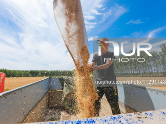 A farmer is loading a truck with harvested wheat at Yellow River Beach district in Jinan, East China's Shandong province, in Jinan, China, o...