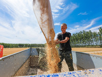 A farmer is loading a truck with harvested wheat at Yellow River Beach district in Jinan, East China's Shandong province, in Jinan, China, o...