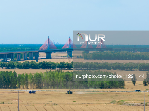 A farmer is driving a harvester to harvest wheat at Yellow River Beach district in Jinan, China, on May 31, 2024. 