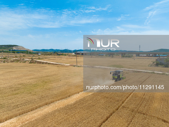 A farmer is driving a harvester to harvest wheat at Yellow River Beach district in Jinan, China, on May 31, 2024. 