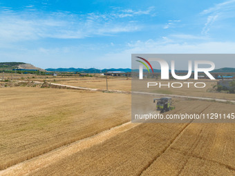 A farmer is driving a harvester to harvest wheat at Yellow River Beach district in Jinan, China, on May 31, 2024. (