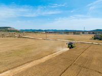 A farmer is driving a harvester to harvest wheat at Yellow River Beach district in Jinan, China, on May 31, 2024. (