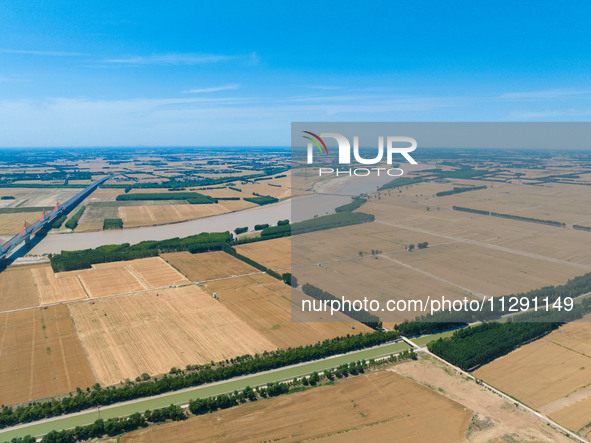 A wheat harvest is happening on both sides of the Yellow River in the Yellow River beach area of Jinan, China, on May 31, 2024. 