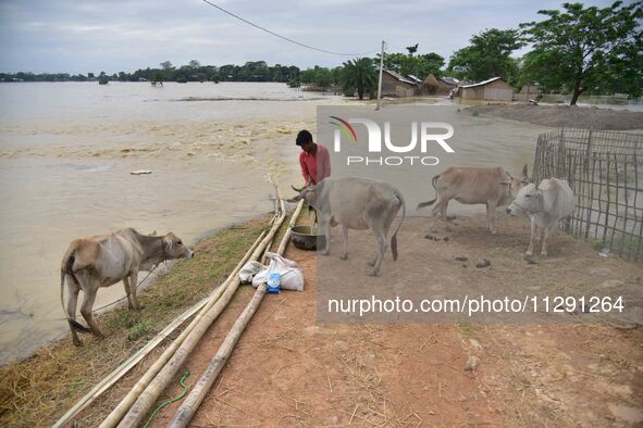 A villager is feeding his cattle on a higher place after the landfall of cyclone 'Remal' in Nagaon district of Assam, India, on May 31, 2024...