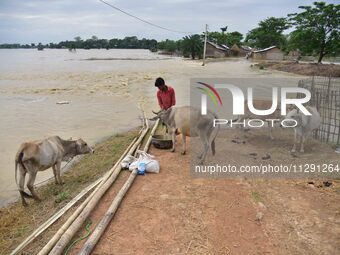 A villager is feeding his cattle on a higher place after the landfall of cyclone 'Remal' in Nagaon district of Assam, India, on May 31, 2024...