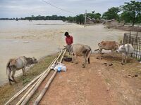 A villager is feeding his cattle on a higher place after the landfall of cyclone 'Remal' in Nagaon district of Assam, India, on May 31, 2024...