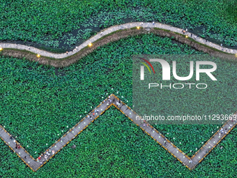 Tourists are visiting the ecological lotus pond in Huaying, China, on May 31, 2024. (