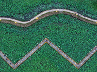 Tourists are visiting the ecological lotus pond in Huaying, China, on May 31, 2024. (