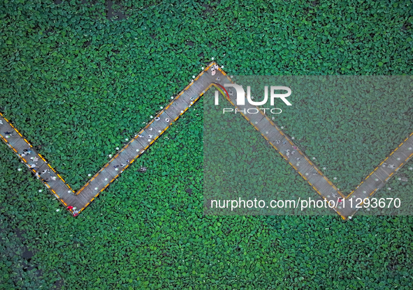 Tourists are visiting the ecological lotus pond in Huaying, China, on May 31, 2024. 