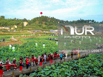 Tourists are visiting the ecological lotus pond in Huaying, China, on May 31, 2024. (