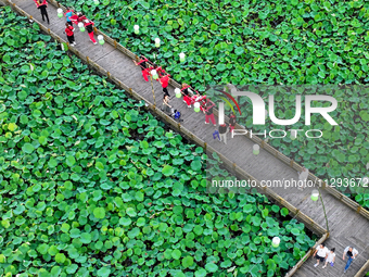 Tourists are visiting the ecological lotus pond in Huaying, China, on May 31, 2024. (