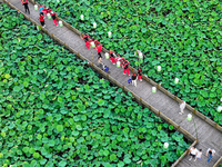 Tourists are visiting the ecological lotus pond in Huaying, China, on May 31, 2024. (