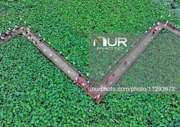 Tourists are visiting the ecological lotus pond in Huaying, China, on May 31, 2024. 