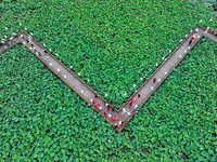 Tourists are visiting the ecological lotus pond in Huaying, China, on May 31, 2024. (