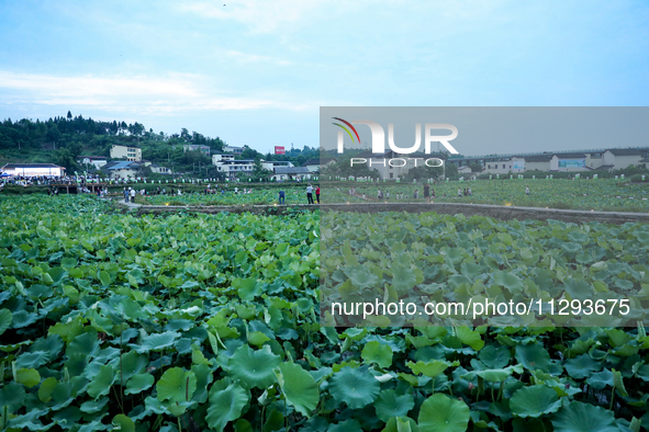 Tourists are visiting the ecological lotus pond in Huaying, China, on May 31, 2024. 